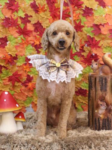 20241124ぶるくん